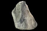 Hadrosaur (Edmontosaurus )Femur Fragment - Montana #100836-5